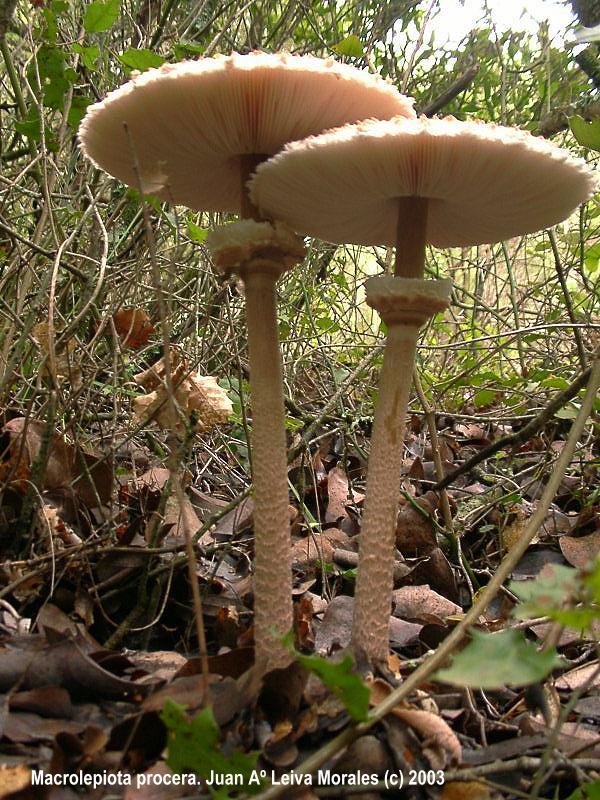  Image name: Mazza di Tamburo3.jpg 
 width: 600 pixel 
 height: 800 pixel 
 Size: 134604 bytes 
 Click to enlarge 